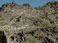 The Squaw Peak Mule Train