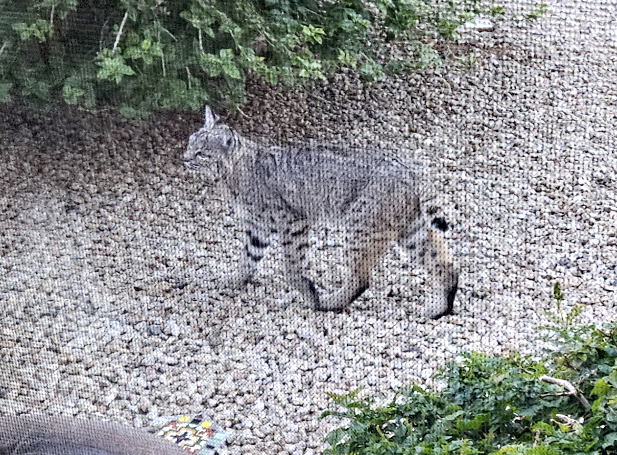 Bobcat visits the backyard in Arizona