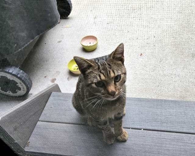 View of Tigger in the morning through the screen porch door.