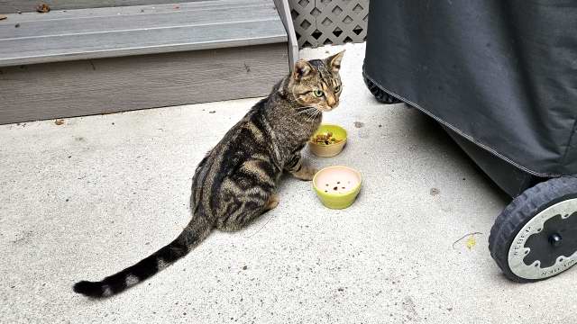 Tigger eating