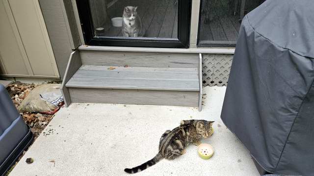 Our cat Portia enamored with Tigger