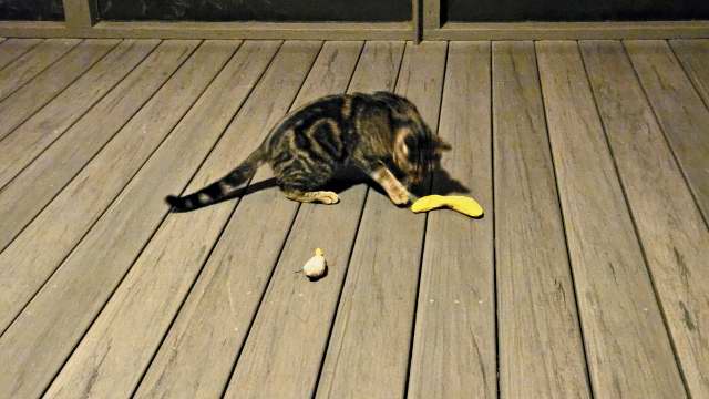 Tigger plays with the banana catnip