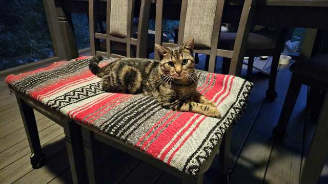 Tigger sleep chairs