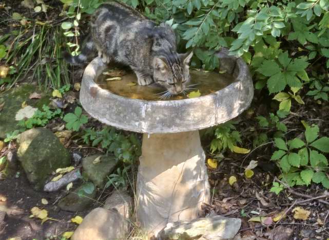 Tigger drinking out of the bird bath