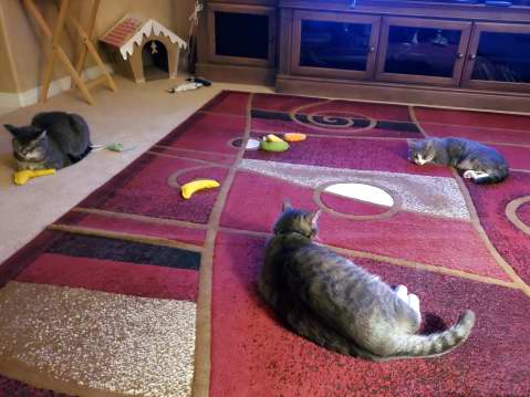 All 3 cats in the living room in Arizona.