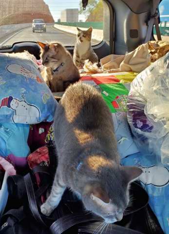 All three cats in the van