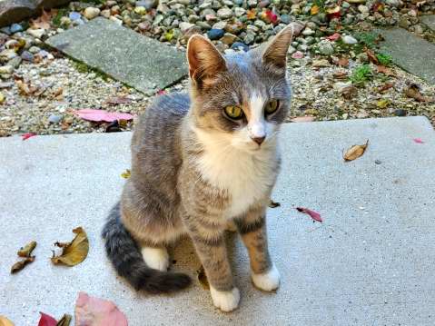 Portia sits outside the screen porch door.