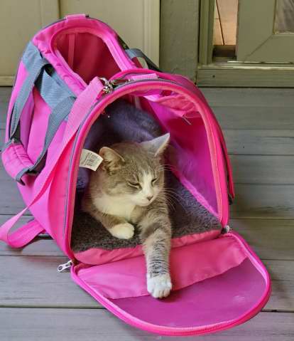 Portia in Mystic's carrier after the vet visit.