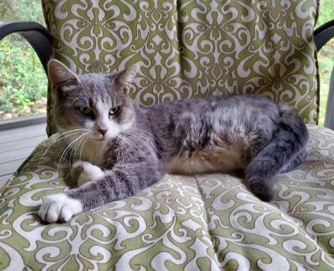 Portia on comfy patio chair cushion.