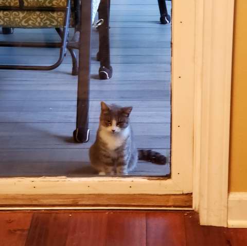 Portia at the patio door to the house.