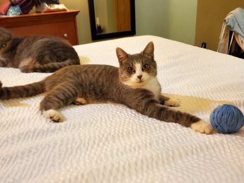 Portia on the hotel bed.