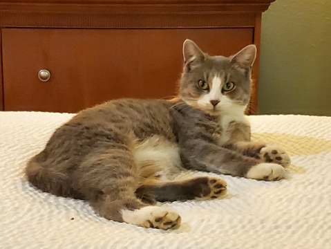 Portia on the hotel bed.