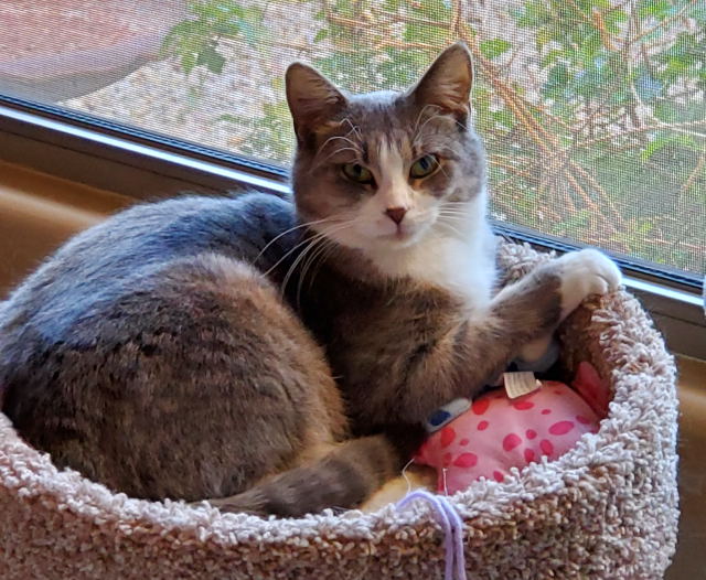 Portia in the low cat tree