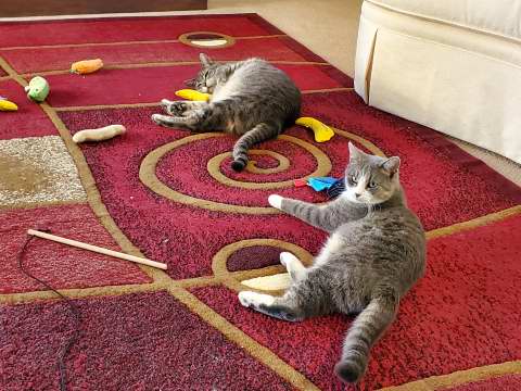 Mystic and Portia in the living room.