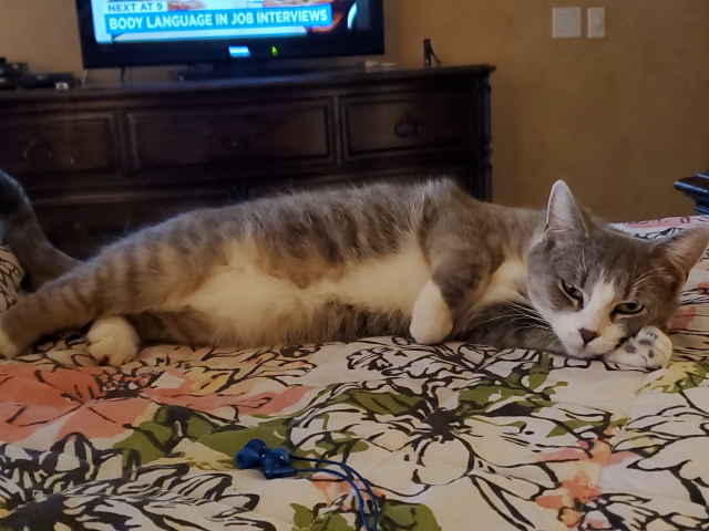 Portia on the bed.