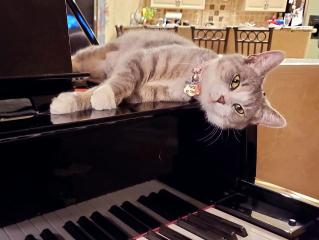 Portia on my piano.