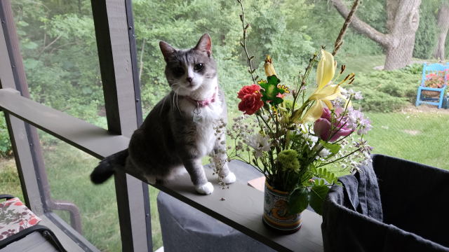 Portia the Porch Cat