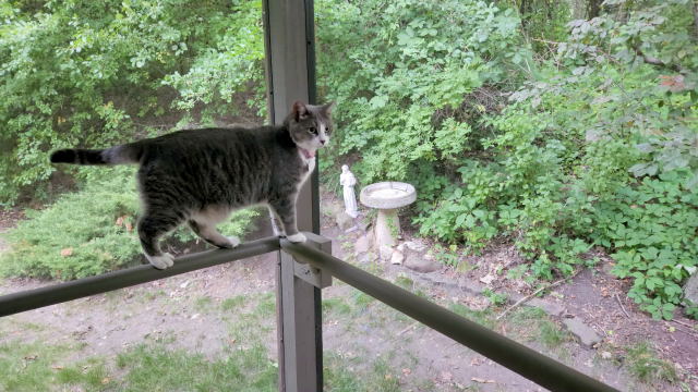 Portia on the porch