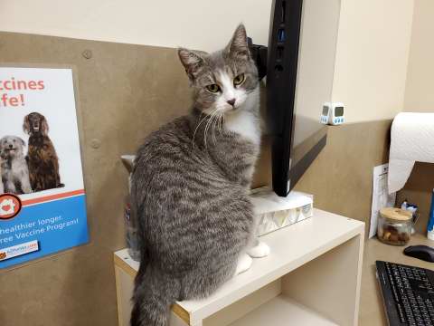 Portia at the vet.