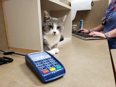 Portia at the vet.