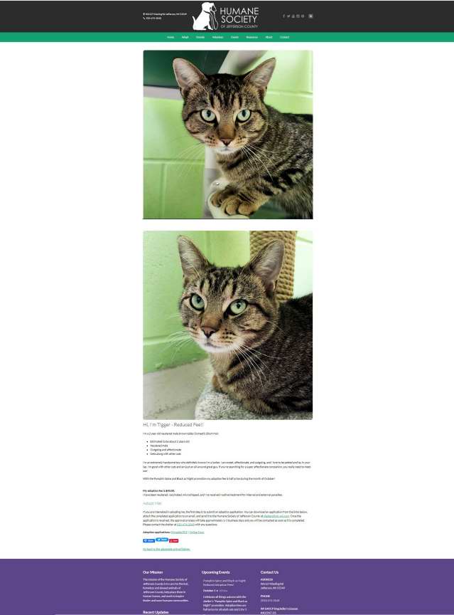 Tigger's Adoptable Cats Page