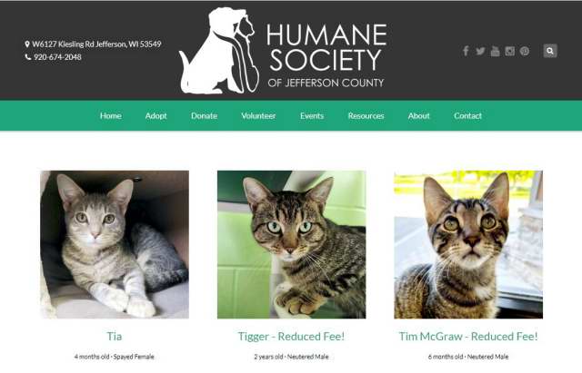 Tigger appears on the Adoptionable Cats page