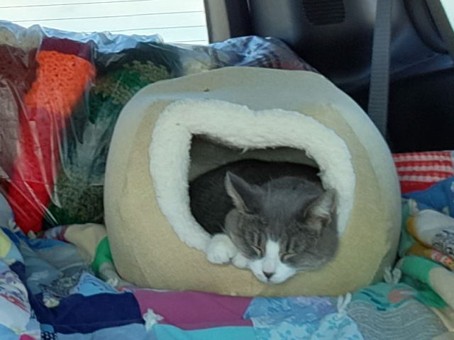My cat Portia in the car on the trip