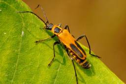 Goldenrod Soldier Beetle