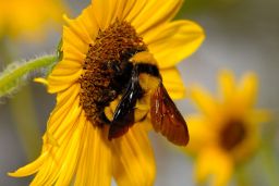 Bumble Bee and Carpenter Bees