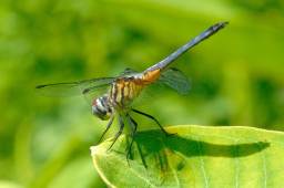 Blue Darner