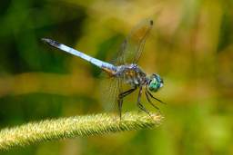 Blue Darner