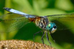 Blue Darner