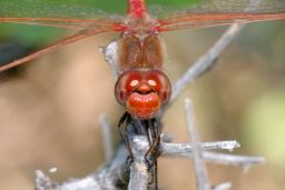 Variegated Meadowhawk