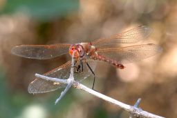 Variegated Meadowhawk