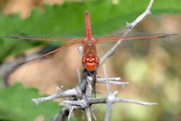 Variegated Meadowhawk