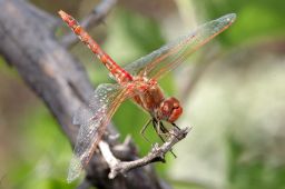 Variegated Meadowhawk