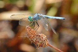 Western Pondhawk