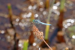 Western Pondhawk