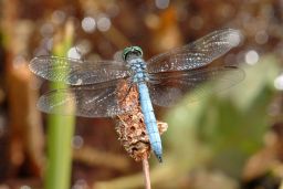 Western Pondhawk