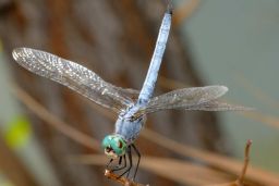 Western Pondhawk