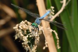 Western Pondhawk