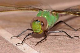 Green Darner