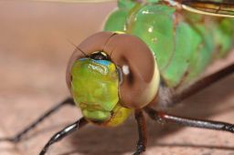 Green Darner