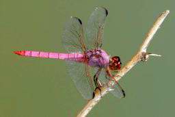 Roseate Skimmer