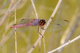 Roseate Skimmer