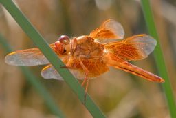 Flame Skimmer