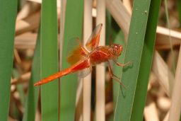 Flame Skimmer