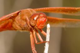 Flame Skimmer