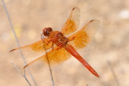 Flame Skimmer