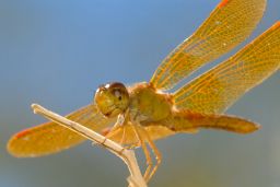 Mexican Amberwing